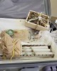  Animals Baptism Package 