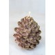 Pink pine cone